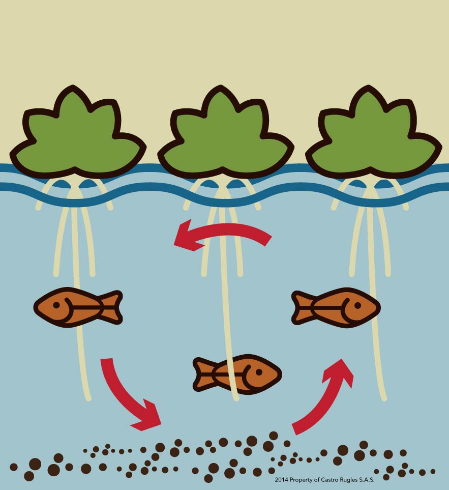 Portfolio CastroRugeles Aquaponic Illustration